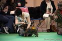 Crufts2011_2 459